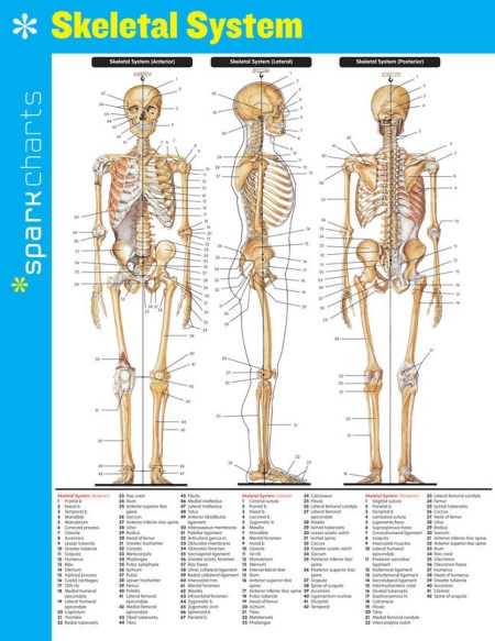 Skeletal System SparkCharts