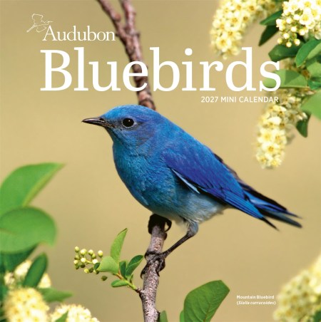 Audubon Bluebirds Mini Wall Calendar 2027
